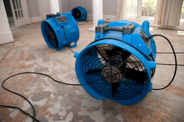 Best Mold removal after water damage  in Arcola, VA